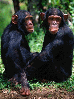 Animal Screensavers 0060